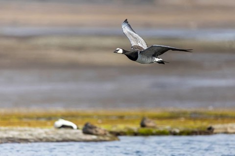 White-fronted Goose (Branta leucopsis), Geese (Anseriformes), in flight, Aventdalen, Longyearbyen,