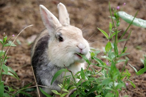 Domestic rabbit (Oryctolagus cuniculus forma domestica), tame, eat, plant, hunger, portrait,