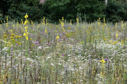 Flower meadow with large-flowered mullein (Verbascum densiflorum), Lower Saxony, Germany