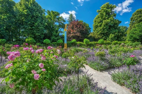 Rosarium with blooming roses and lavender on the Rose Island in Lake Starnberg, Feldafing, Upper