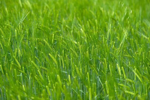 Grain field with unripe ears of barley (Hordeum vulgare), delicate structure, texture, background