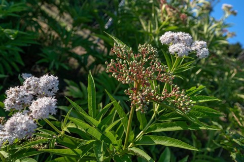 Blossoms and berries of dwarf elderberry or attich (Sambucus ebulus), Bavaria, Germany