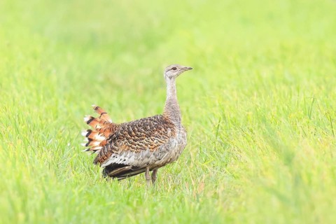 Great Bustard (Otis tarda), standing in a meadow, steppe bird, extremely rare bird species,