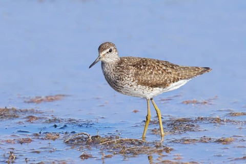 Wood Sandpiper (Tringa glareola) standing in shallow water, Wildlife, Animals, Birds, Snipe family,