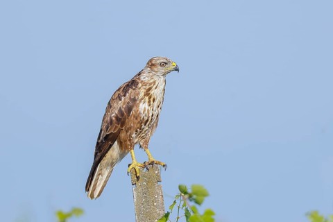 Buzzard (Buteo buteo) on the lookout, lurking on a concrete post, wildlife, animals, birds, bird of