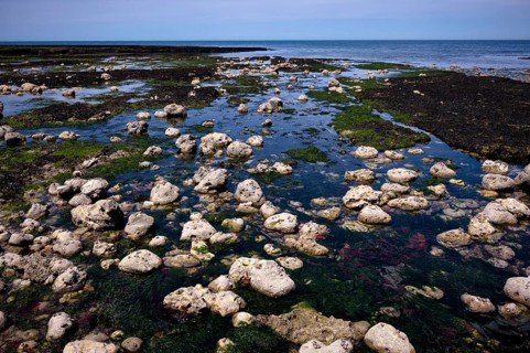 Low tide, seaweed, stones, rocks, Étretat, sea, steep coast, cliffs, chalk cliffs, alabaster coast,