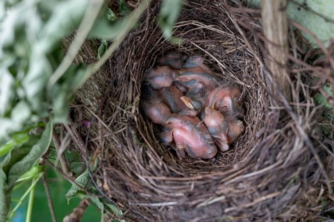 Five hatched blackbirds (Turdus merula) in the nest, in the clutch, two days old, Bavaria, Germany