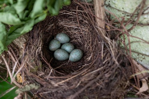 Five blue-green eggs in a blackbird's nest (Turdus merula), Bavaria, Germany
