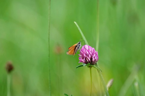 Essex skipper (Thymelicus lineola), meadow clover, close-up, North Rhine-Westphalia, Germany, The