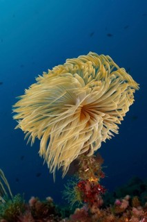 Large, yellow screwfish (Sabella spallanzanii) gently unfolds in the blue underwater in the
