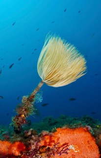 A large screw sponge (Sabella spallanzanii) above an orange sea sponge in the blue Mediterranean
