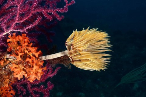 A blaze of colour in the Mediterranean: Screwfish (Sabella spallanzanii), Violescent sea-whip