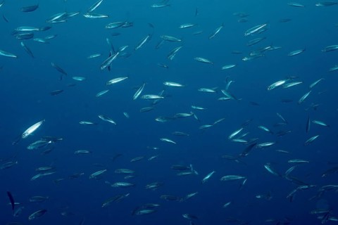 Shoal of sardine (Sardina pilchardus) under blue water moving dynamically in the Mediterranean Sea