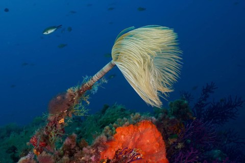 White fan-shaped spiral sponge (Sabella spallanzanii) on a lively reef bottom in the Mediterranean