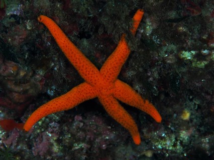 A red starfish (Echinaster sepositus) on rocky ground in the Mediterranean Sea near Hyères, dive