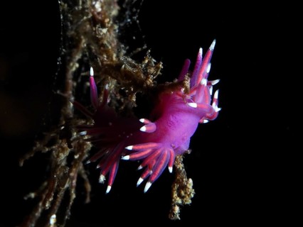 Bright pink-purple Edmundsella pedata (Edmundsella pedata) on an underwater branch in the