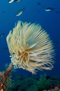 Large, fan-shaped screwfish (Sabella spallanzanii) swaying in the water in the Mediterranean Sea
