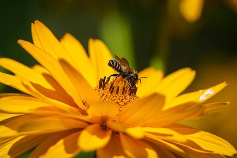 Macro photograph of a honeybee (Apis) on a yellow flower of the sun's eye, (Heliopsis),