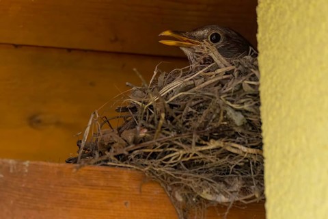 Female blackbird (Turdus merula) sitting in a nest of twigs under a wooden ledge, Ternitz, Lower
