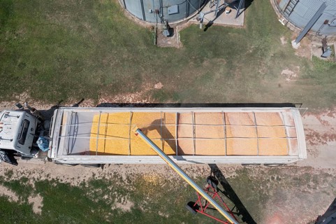 Martin, Michigan - Corn is loaded onto a truck from grain storage bins in west Michigan
