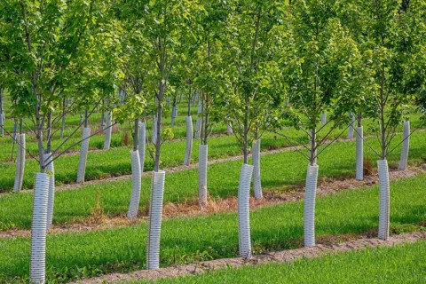 Shelbyville, Michigan - Trees growing at Winding Creek Nursery in west Michigan. The company grows