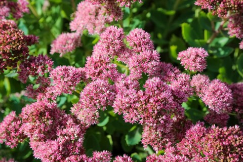 Stonecrop (Sedum), wall pepper, pink flowers, flowers, plants, Oberuhldingen district,