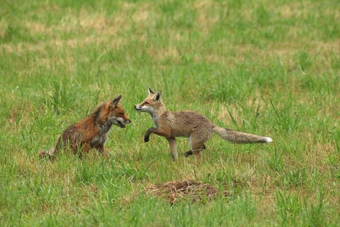 Red fox (Vulpes vulpes) male and weaned kitten, invitation to play on mown meadow in light rain,