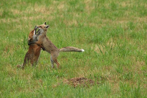 Red fox (Vulpes vulpes) male and weaned young playing on a mown meadow in light rain, Allgäu,
