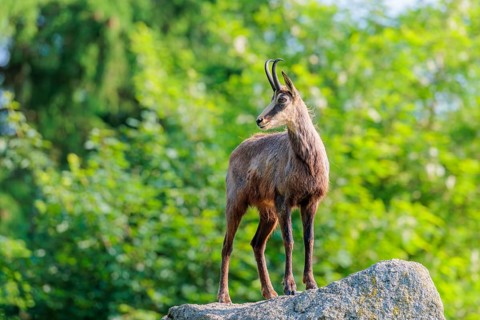 An adult female chamois (Rupicapra rupicapra) stands on a rock in beautiful light. A forest can be
