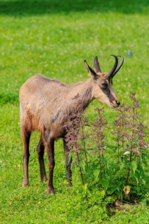 An adult chamois (Rupicapra rupicapra) stands in a green meadow on a sunny day.. Tyrol, Austria
