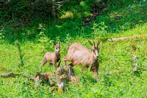 An adult chamois (Rupicapra rupicapra) walks with its young through the tall grass of a green