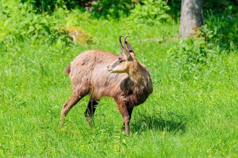 An adult chamois (Rupicapra rupicapra) stands in the tall grass of a green meadow on a sunny day..