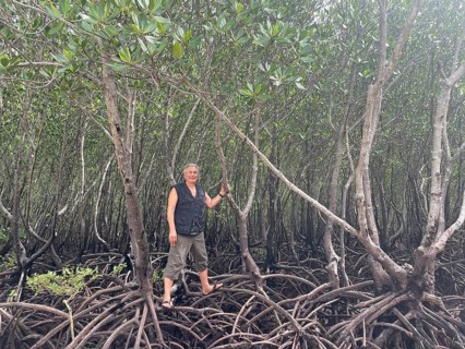 Man standing on the stilt roots of mangroves (Rhizophora mucronata), mangroves are one of the most