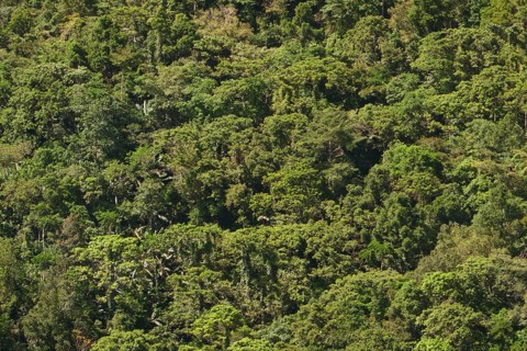 Tropical rainforest, tree fern, protected area, Northern Negros Natural Park, Negros, Northern
