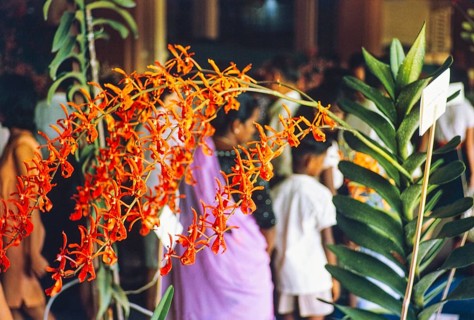People attending flower show at the Singapore Turf Club, The 4th World Orchid Conference,