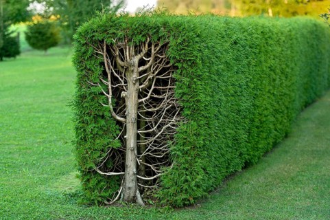 Arborvitae, thujas (Thuja), rectangular hedge, cross-section, tree trunk, branches, twigs and