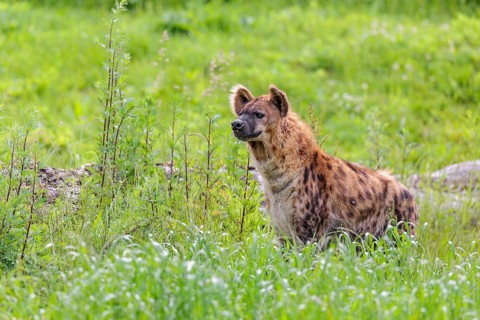 An adult female spotted hyena (Crocuta crocuta) stands in a green meadow. Southern part of Africa