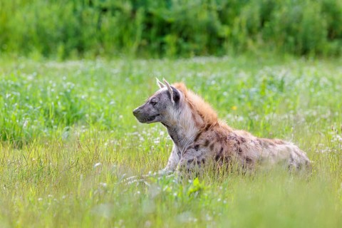 An adult male spotted hyena (Crocuta crocuta) lying in a green meadow, observing something.