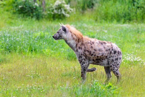 An adult male spotted hyena (Crocuta crocuta) stands in a green meadow, observing something.