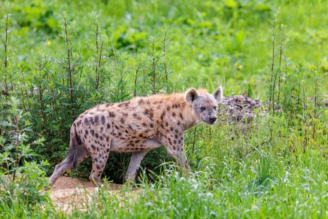 An adult male spotted hyena (Crocuta crocuta) runs across a green meadow. Southern part of Africa