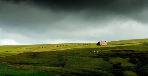 Auvergne Volcanoes Regional Natural Park. Cezallier. Herd of cows near a farmhouse (buron) under a