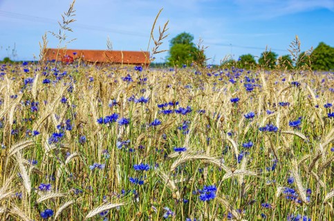 Epic landscape of a cornfield with cornflowers in midsummer in rural surroundings near Sunnersberg,