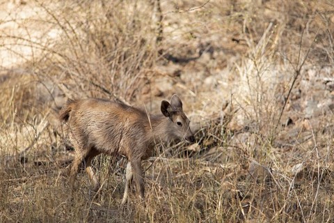 Sambar or sambar deer or horse deer (Cervus unicolor or Rusa unicolor) in the dry forest in