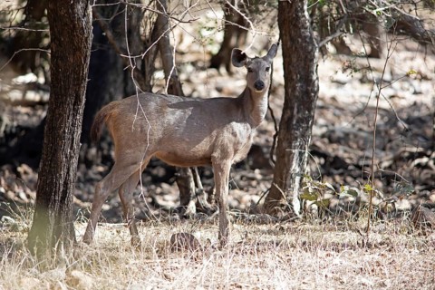 Sambar or sambar deer or horse deer (Cervus unicolor or Rusa unicolor) in the dry forest,