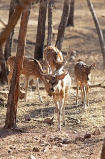 Axis deer or chitals (Axis axis) in the dry forest, Ranthambore National Park, Rajasthan, India