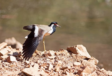 Red lapwing (Vanellus indicus) in Ranthambore National Park, Rajasthan, India