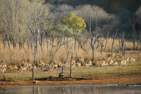 Herd of fleeing Axis deer or chitals (Axis axis) in the dry forest, Ranthambore National Park,
