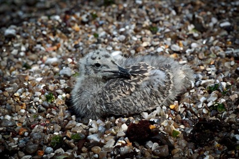 Herring Gull (Larus argentatus), juvenile, lying camouflaged on the beach between pebbles, pebbles,