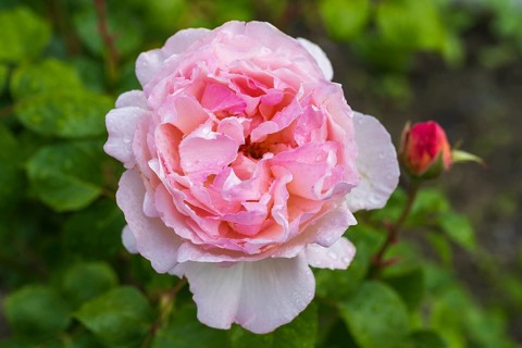 Flower of the shrub rose with water droplets, bud next to it, North Rhine-Westphalia, Germany