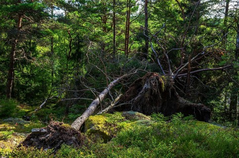 Uprooted trees in a small forest near Henan, Orust Island, Bohuslän, Västra Götalands län, Sweden